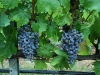 Cabernet Franc