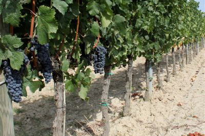 Merlot