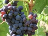 Sangiovese