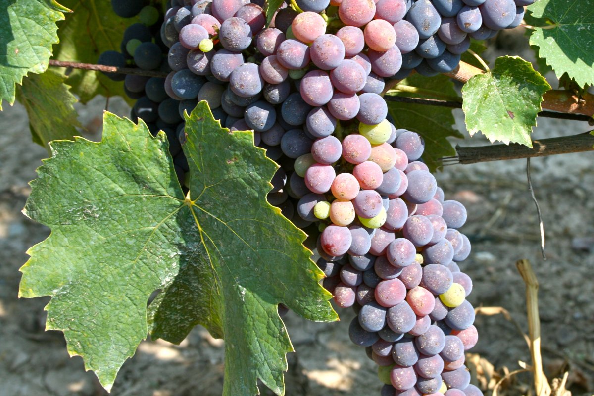 Sangiovese