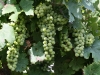 Abrostine