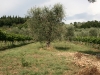 vines and olives
