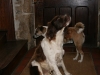 friendly dogs