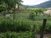 kitchen garden