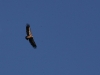 bird of prey