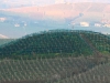 vine-covered hills