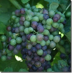 Syrah