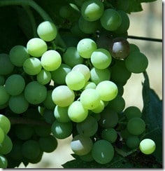Carignan