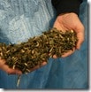 nettle tea