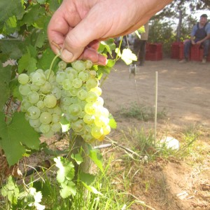 Sauvignon Blanc