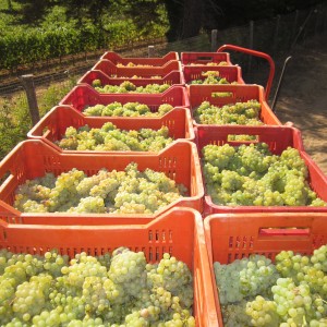 Chardonnay