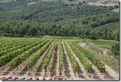 Borgo Salcetino