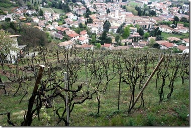 Rive di San Floriano vineyard