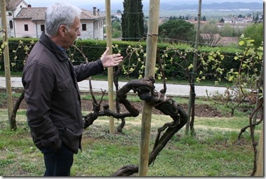 Primo Franco with very old vine