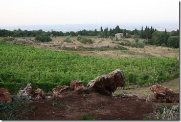 Triassic vineyard