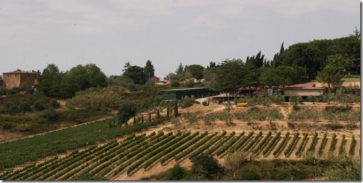 I Balzini vineyards