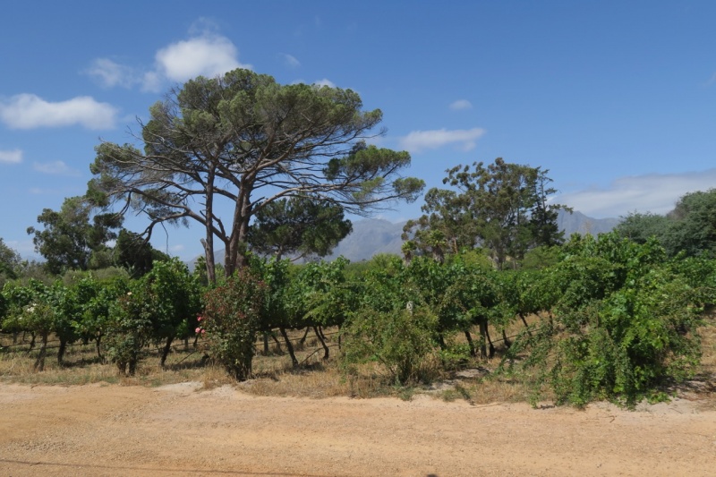 Stellenbosch vineyard