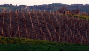Parmaleto vineyard
