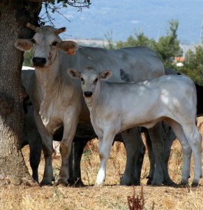 Tuscan cattle