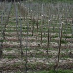 Steep vineyard
