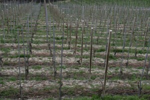 Steep vineyard