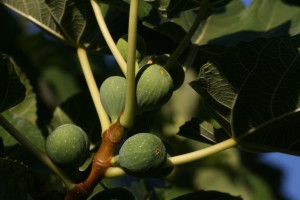 Ripening figs