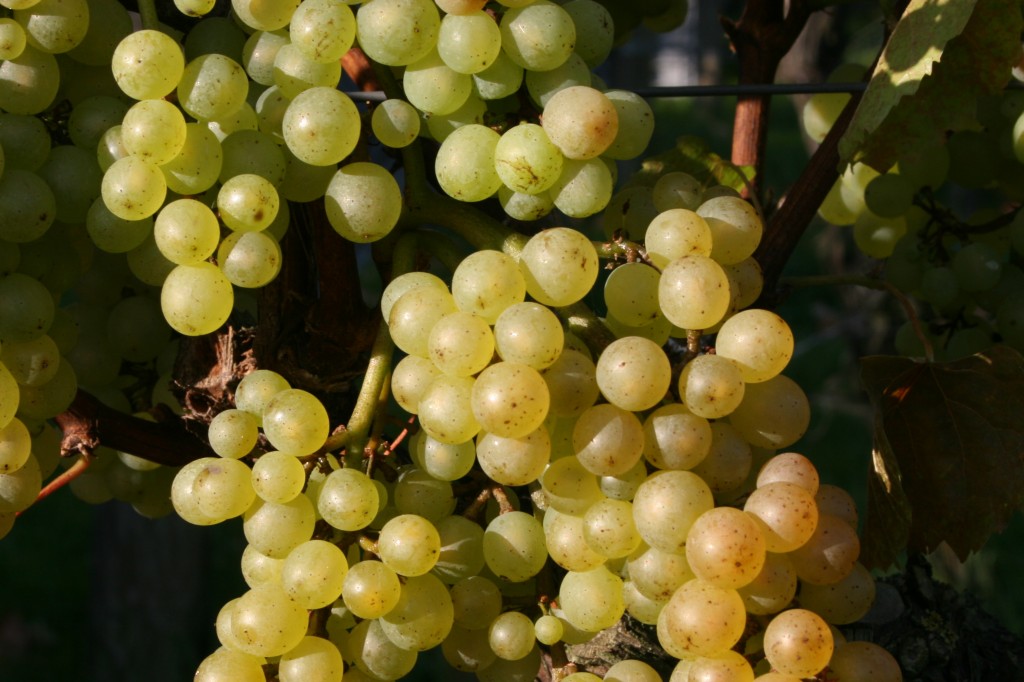 Auxerrois grapes