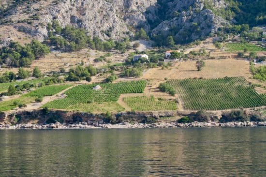 vineyard from boat
