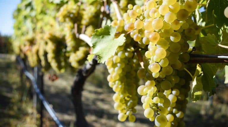 Spotlight on Viognier
