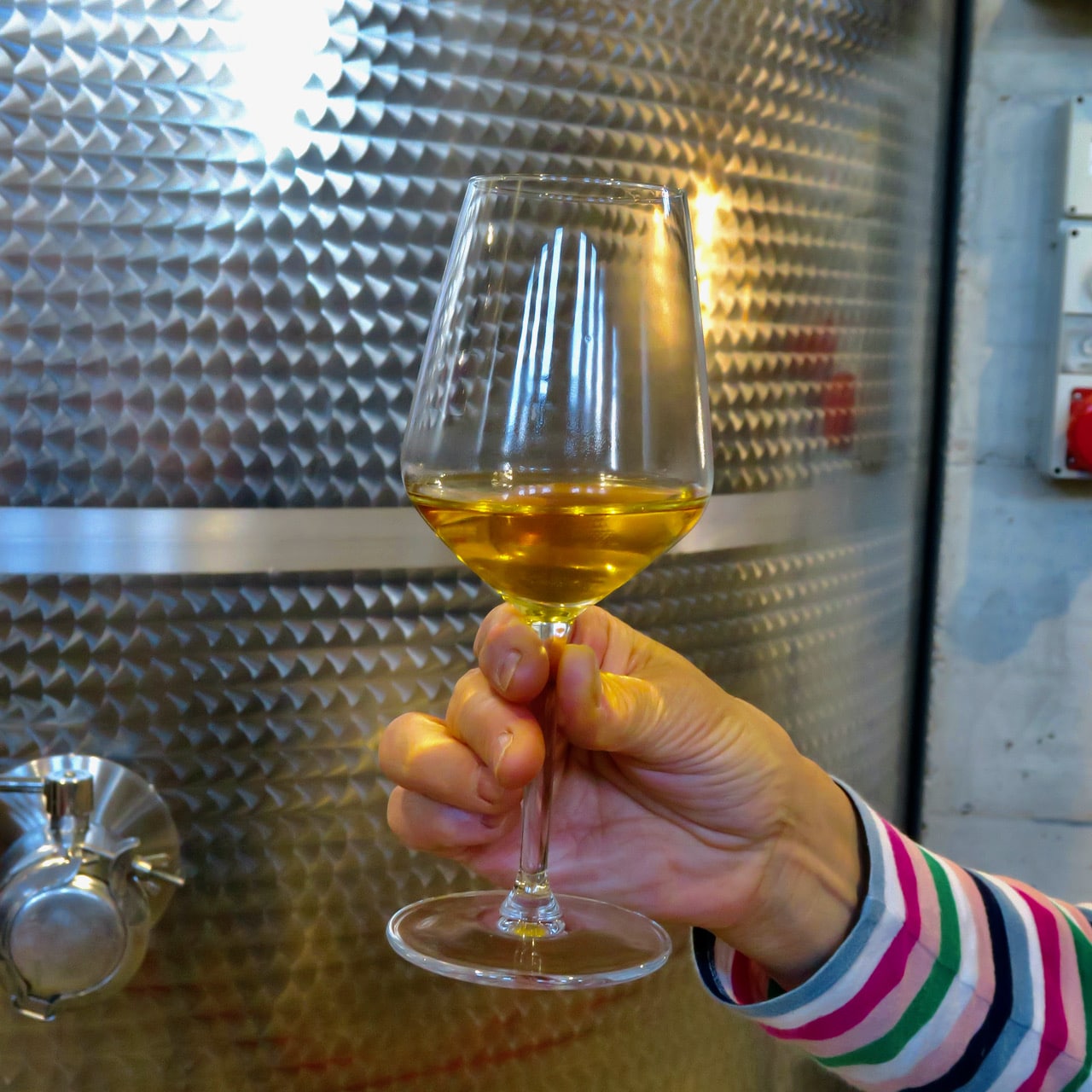 Fresh Moscato juice, Asti