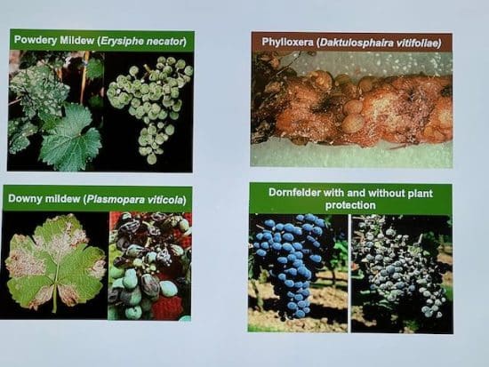 Common diseases of the vine