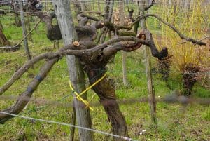 100 year old vine, Bramaterra, N Piemonte