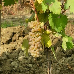 Cortese grapes in Gavi