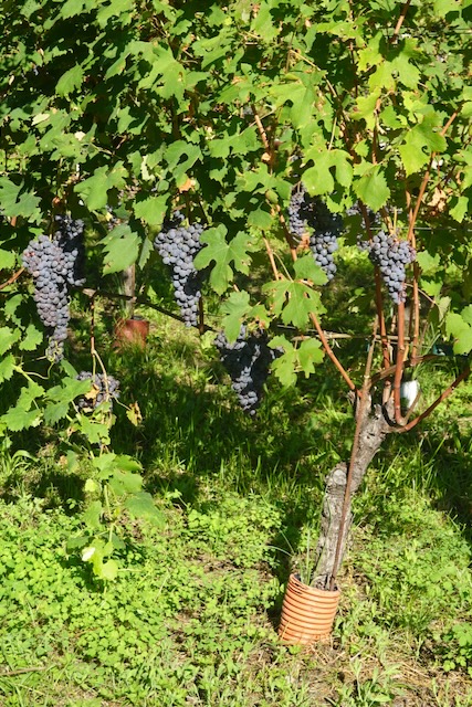 Prünent (Nebbiolo) just before harvest